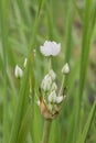 White flowering rush, Butomus umbellatus Snowwhite, flower Royalty Free Stock Photo
